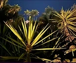 Palm fronds at night
