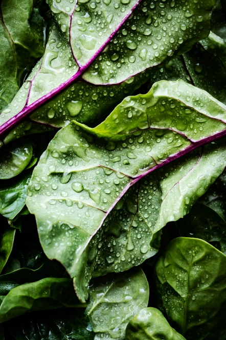 Wet leaves